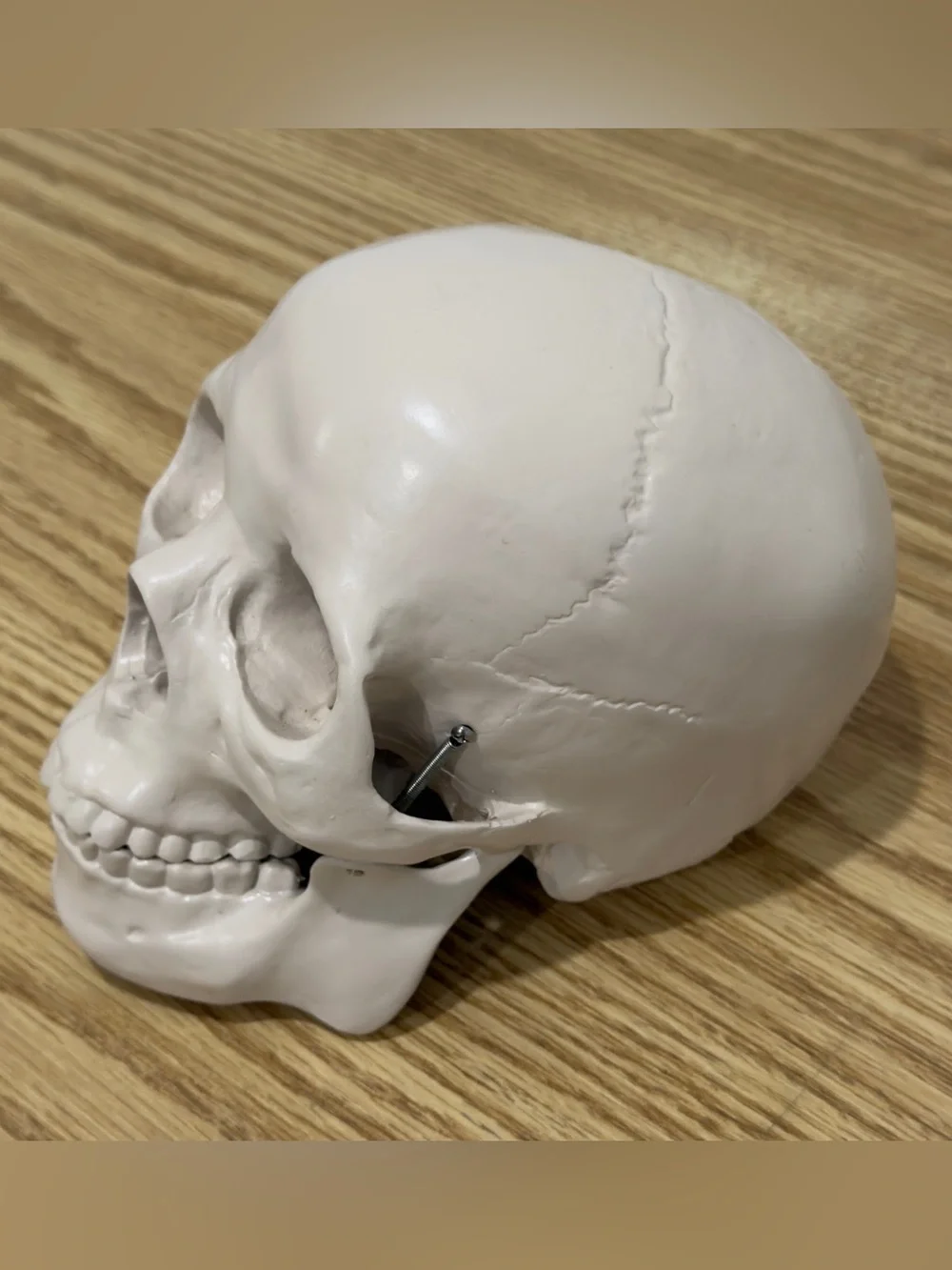 Restoration Hardware Skull Human Life Size Resin Vintage RH Y2K Halloween